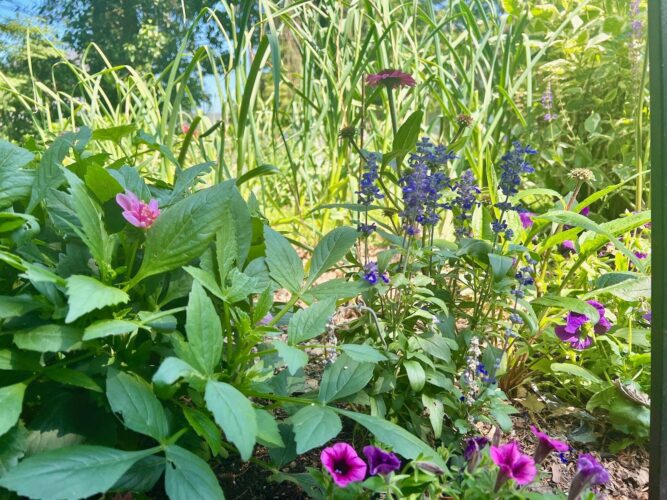 Transform your tiny garden into a lush haven with these creative tips